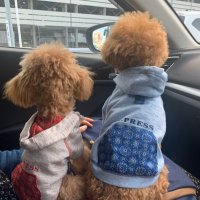 れおらて🐶BabeFood販売中😋 (@leo_latte_aki) 's Twitter Profile
