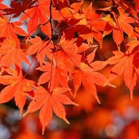 Blue Moon🍁 (@falllove_trip) Twitter profile photo