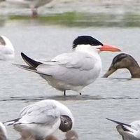 Dean Reeves (@worlebirder) 's Twitter Profile
