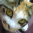 __HIGE's profile image