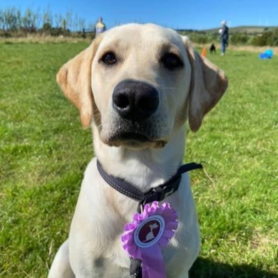 Hi pals! I'm a 6-month old Labrador puppy and I'm super excited about life with my forever family with hoomans @CoastguardKP and @mcrae_claire! Woof!!