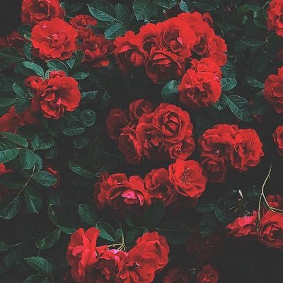 lolabree17's profile picture. ✨look at the bigger picture✨