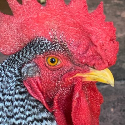 Becky18541232's profile picture. 🌊🌊🌊🌊🌊🌊