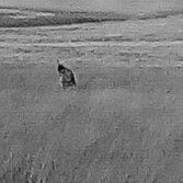 Stories from life in rural Britain. The new blog from @wildforest_matt