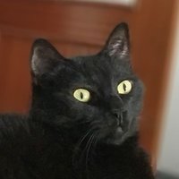 Pablo Rodríguez (@spongepablo) 's Twitter Profile