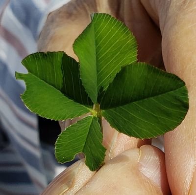 tanechan_OT's profile picture. ｢島根の田舎で地域住民」+作業療法士/社会教育士/地域マネージャー見習いをしてます。地域の中で人と人が知り合い、つながる場を作っています。
■むらの保健室■ぶらあすな実行委員会
■みんなの暮らし研究所
■特定非営利活動法人はすみ振興会
■特定非営利活動法人ひろしまね