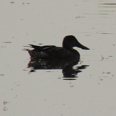 Unofficial account for bird and other nature sightings on Holes Bay & Upton Country Park, Dorset.