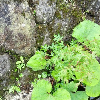 kan_sjc's profile picture. Twitterは学ぶ目的で始めました。歴史と博物館が好き。図書館。発酵モノ。江戸。史跡旅行と酒蔵めぐり、ワイナリー巡り。異文化間交流にも興味津々。時々イラストやアートのお仕事。