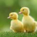 Ducklings Class (@ducklingclass) Twitter profile photo Ducklings Class (@ducklingclass) Twitter profile photo