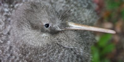 All of NZ's 5 kiwi species have banded together to form a Bird of the Year alliance! 5 votes, 5 kiwis. Kiwi pukupuku & friends! https://t.co/vwpR4cTNjz