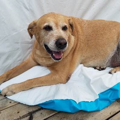 GeorgianSpring1's profile picture. I am nice