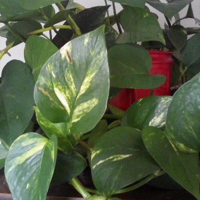 whenwillitend7's profile picture. Welcome to President Joe Biden! 
A President for us all!