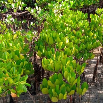 Save our mangrove now
#biodiversity #coral reef