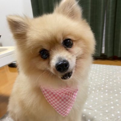 2020年5月28日に保護犬カフェ西八王子店から来ました。元保護犬ちゃむちゃんアカウントです。日々の記録や報告も兼ねてツイートしてます😊ちゃむちゃん可愛い💕ので良かったから観てください笑【 病気•症状】僧帽弁閉鎖不全症、気管虚脱、眼振、甲状腺機能低下症、慢性膵炎、慢性腎不全、慢性肝不全