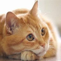 エクレア三丁目 (@hoopmmvnv272gv8) Twitter profile photo