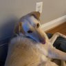 lukindogg's profile picture. Content Creator | Pushing 20