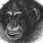 sgrasley's profile image