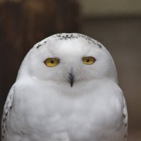 玲珑 (@osakanafishcom) 's Twitter Profile