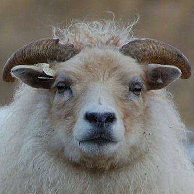 rikky's profile picture. iOS/macOS software engineer. fav Finland, Faroe, beer and sheep.