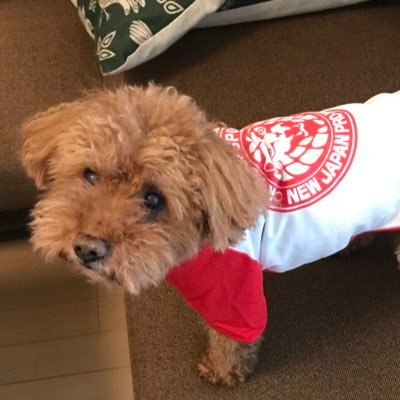 mora_mami's profile picture. 酒音楽好き。いぬばか。プロレス（柴田勝頼選手、石田凱士選手）。クッシング症候群と網膜剥離治ったよー。