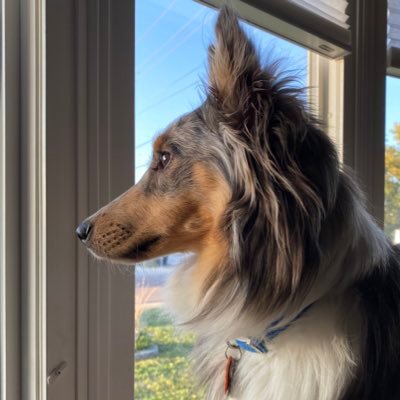 Hooligan is my middle name, Merle Sheltie is my game. @jeffleroydavis and me fell in love with each other when I was six weeks old