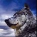 @Stefano_Lupus 🐺 (@stefano_lupus) Twitter profile photo @Stefano_Lupus 🐺 (@stefano_lupus) Twitter profile photo