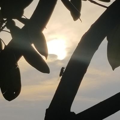 HmbUErbrW3093T9's profile picture. 花大  日本史学科