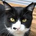 ねこ将 (@go_toyopi_go) Twitter profile photo ねこ将 (@go_toyopi_go) Twitter profile photo