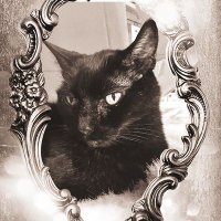 TheFloofParadox (@floofparadox) 's Twitter Profile