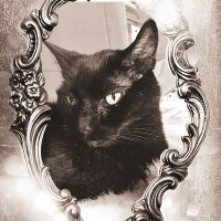 TheFloofParadox(@FloofParadox) 's Twitter Profile Photo