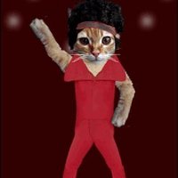 DJDiscoCat(@DJDiscoCat) 's Twitter Profile Photo