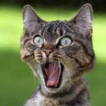 seafari_shibuya's profile picture. https://t.co/ieTKayhsuU