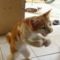 wakacipuyyy | ๐ขโ| ๐๐ (@salahjurusanaku) 's Twitter Profile