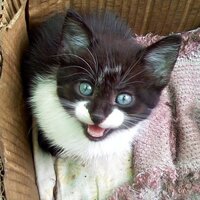 弁護士 阿部克臣/KatsuomiAbe (@katsuomiabe) Twitter profile photo