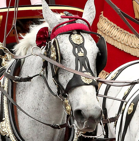 Proud leader of the Royal Wedding bridle procession!