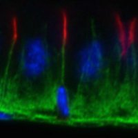 St Johnston Lab (@stjohnstonlab) 's Twitter Profile