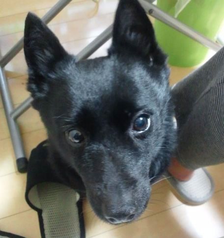 シッパーキーってわんこ知ってるかい？