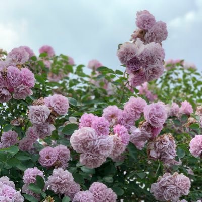 🤎編み物&自分磨き🤎棒針編み大好き| 6歳児1歳児ママ|地方移住||理系知識身につけたい|toeic915