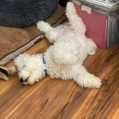 penguinamomoo's profile picture. 