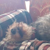 Anita Wilcox (@1rabbitinmyflbd) 's Twitter Profile Photo Anita Wilcox (@1rabbitinmyflbd) 's Twitter Profile Photo