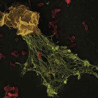 Tohme Lab (@labtohme) 's Twitter Profile