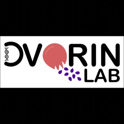 The Dvorin Laboratory at Boston Children's Hospital and Harvard Medical School studies the molecular pathogenesis of human malaria parasites.