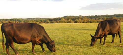 FOR SALE !!!! Website Run by people not computers! Directory website set up to help consumers find local farm shops. Contact us to list your farm shop!
