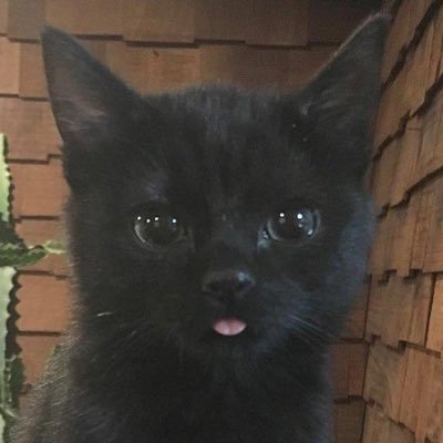 D_alshubaili's profile picture. Dentist  | #UQUDENT36