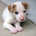 MyPupTee (@mypuptee) Twitter profile photo MyPupTee (@mypuptee) Twitter profile photo