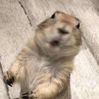 だろう (@darooo_sl) 's Twitter Profile