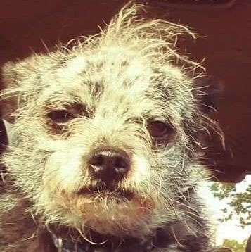 pleenfneeble's profile picture. Whimsical Nihilist, Absurdist, Taoist.
tee/hee