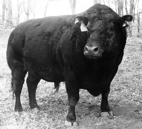 Registered Angus cattle.   Farming.   Trucking.