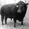 Larsen_Iowa's profile picture. Registered Angus cattle.   Farming.   Trucking.
