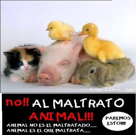 Animal no es el MALTRATADO, ANIMAL es el que maltrata